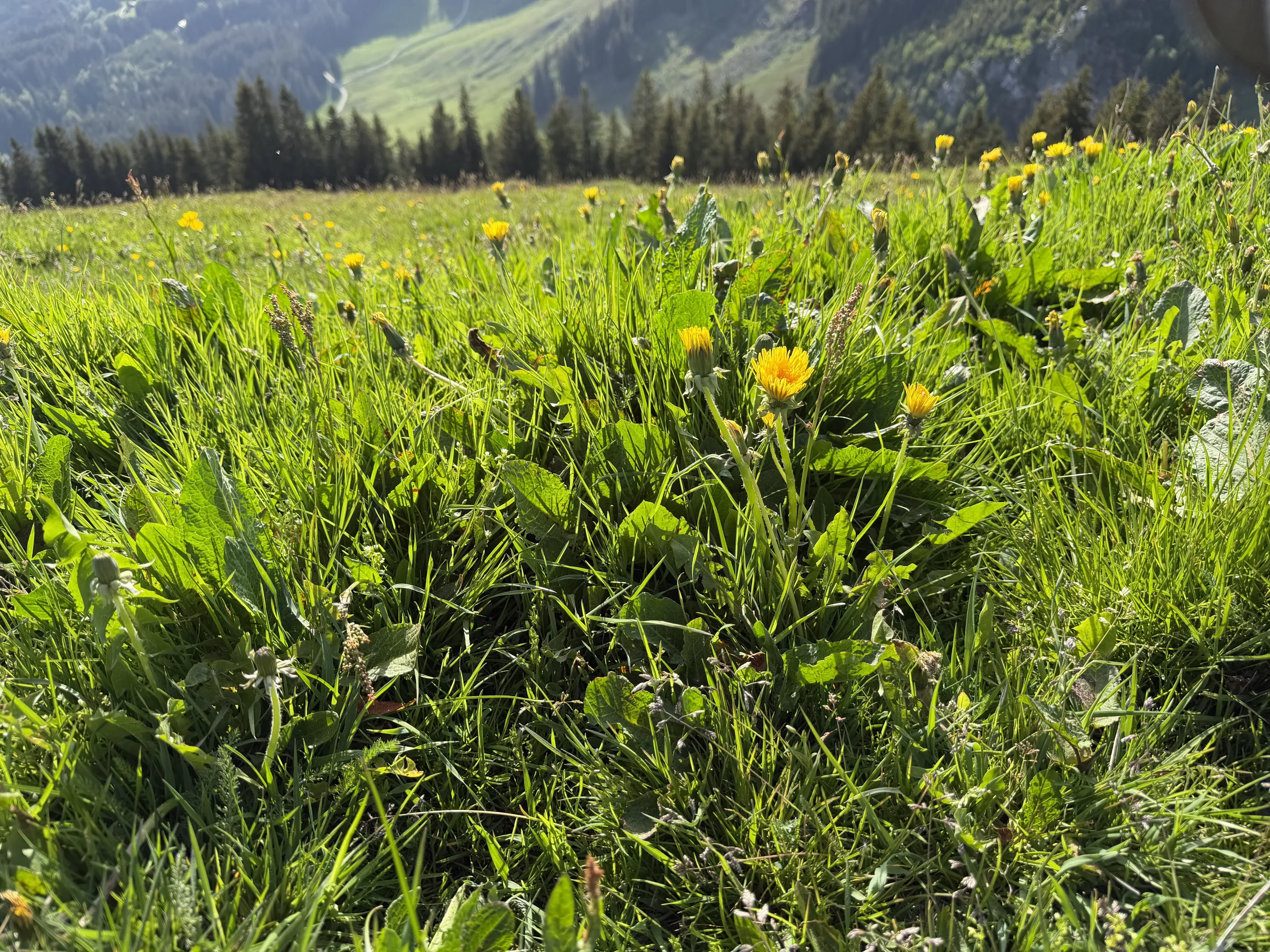 Ferienwohnung im Allgäu