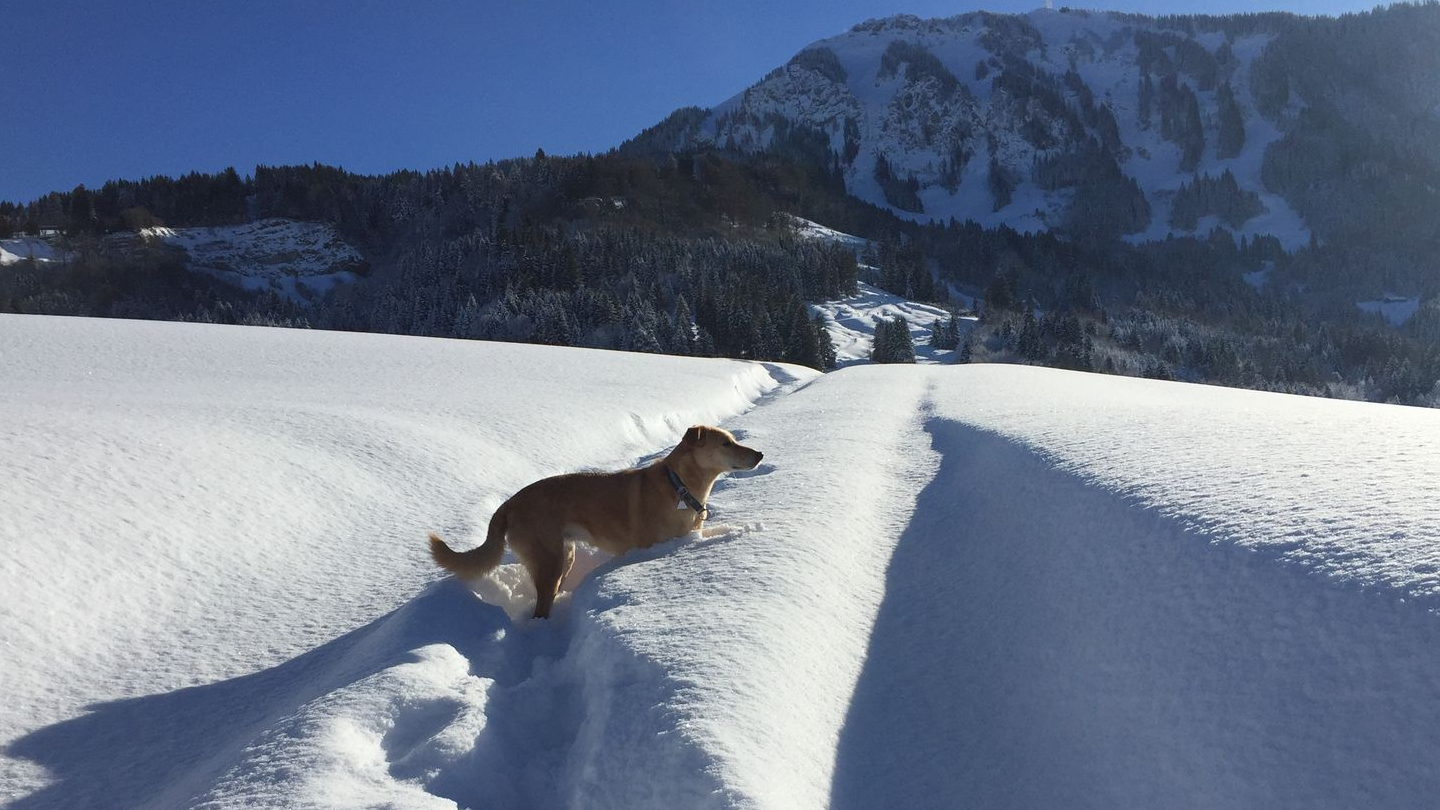 Ferienwohnung im Allgäu